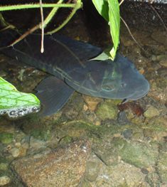 P6020025z.jpg